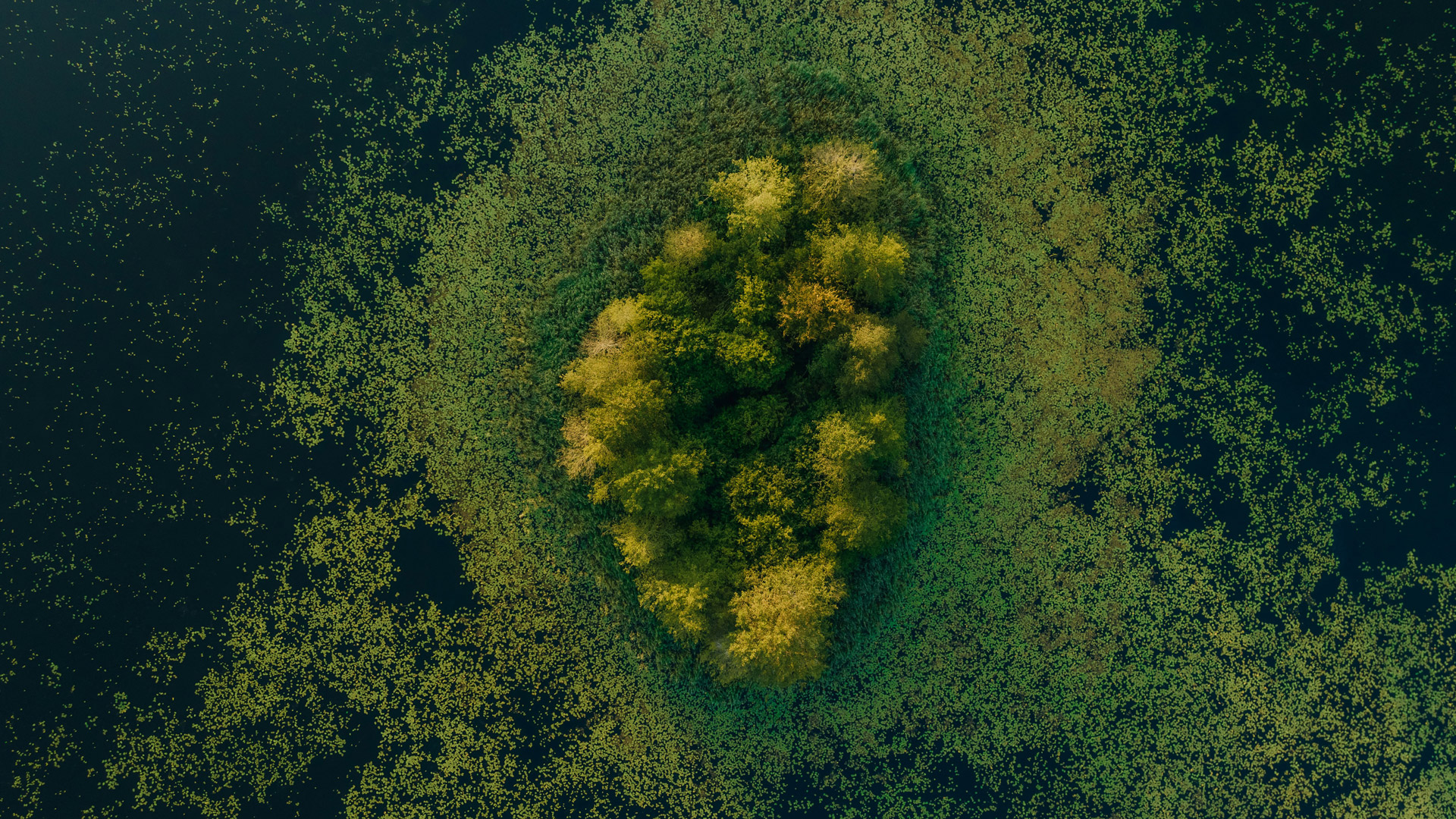 A Healthier Earth - Pure DC combatting climate change with forestry solutions