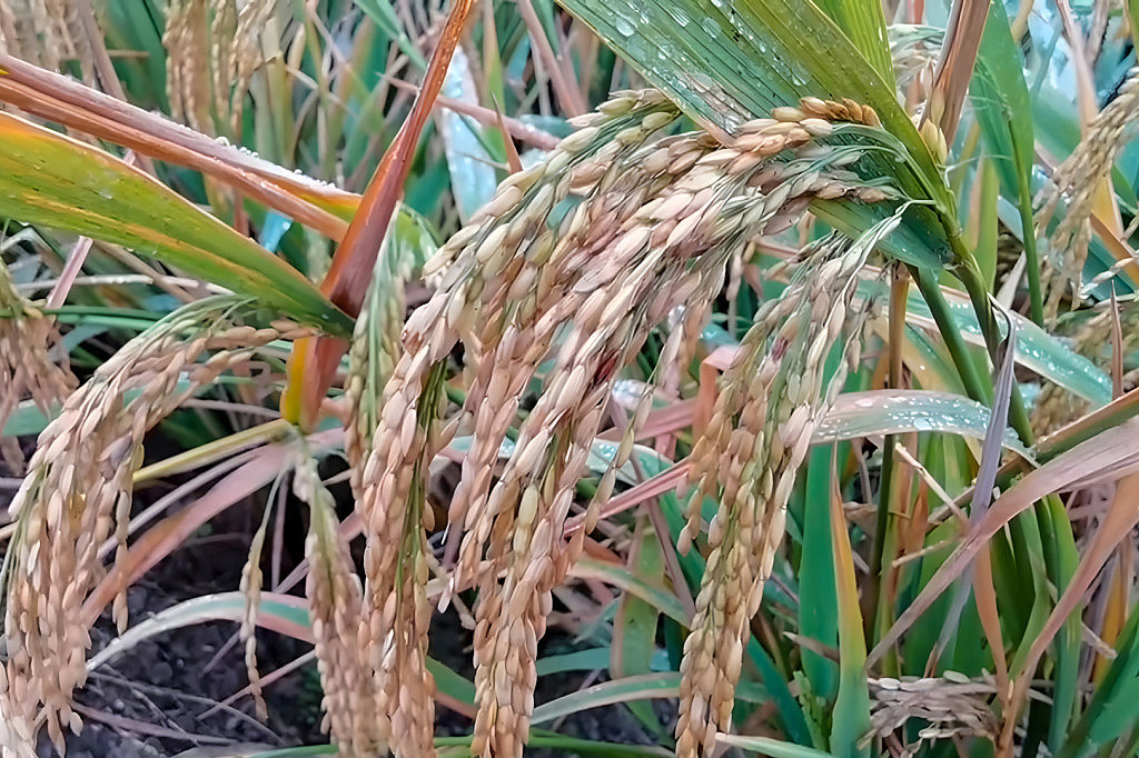 indonesia biochar rice field crop (A Healthier Earth - Pure DC)