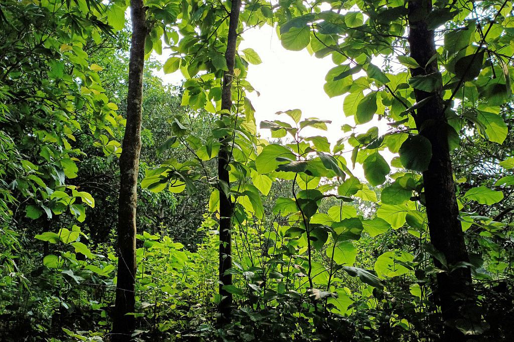 Forest image of green trees